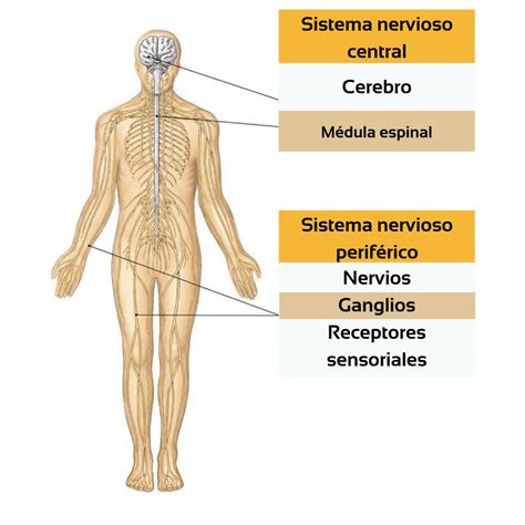 El Sistema Nervioso Una Manera F Cil De Entender Ondas Y Part Culas