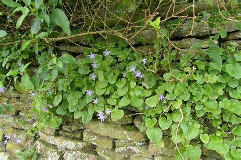 Plants That Grow On Walls Dengarden