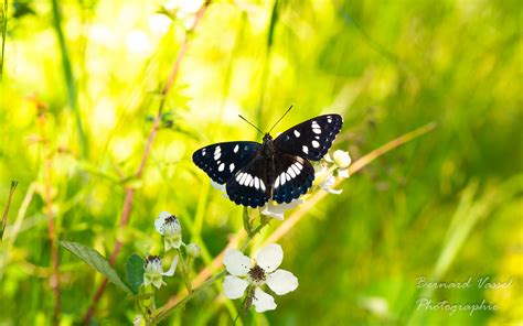 Papillon Sylvain Azur Bernard Vassel Flickr