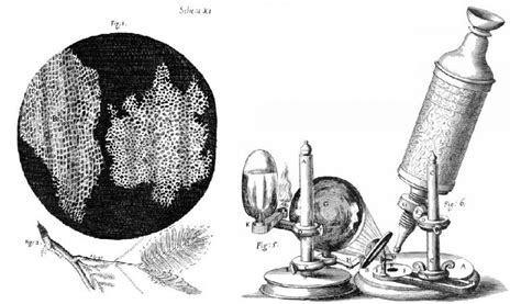 4 2 Discovery Of Cells And Cell Theory Human Biology