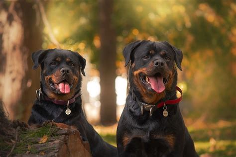 Rottweilers Dogs Pets Free Photo On Pixabay