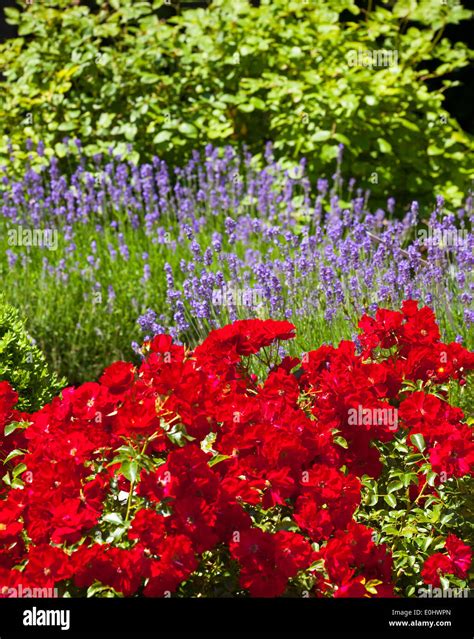 Bluehender Lavendel Rote Rosen Die Garten Tulln 2009 Blooming