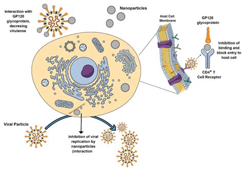 Molecules Free Full Text Plant And Microbial Approaches As Green Methods For The Synthesis