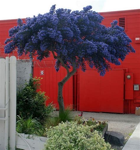 63 Lovely Flowering Tree Ideas For Your Home Yard Mediterranean Garden Garden Trees Plants