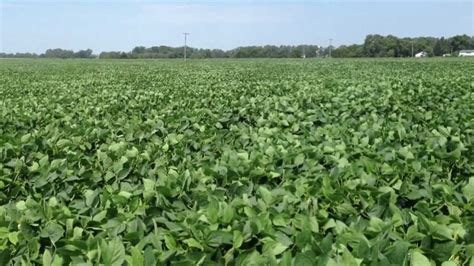 Soybeans In Kura Clover Youtube