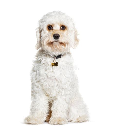 Cavapoo Is A Mix Cavalier King Charles Spaniel With Poodle Wearing A