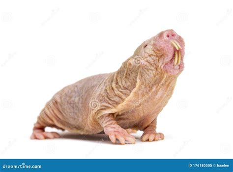 Naked Mole Rat Hairless Rat Isolated On Wihte Stock Image Image Of Mammal Socialisation