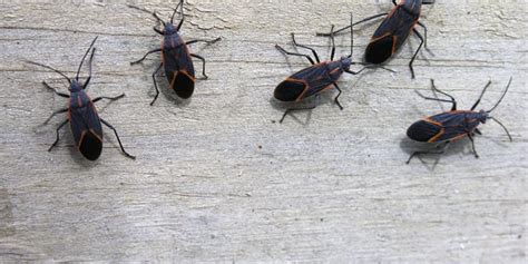 Pests Common To The Pacific Northwest Interstate Pest Management