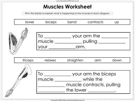 Muscles Worksheet Science Year 3