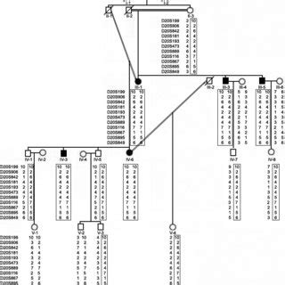 Haplotype analysis of family 1. Haplotype analysis was carried out... | Download Scientific Diagram