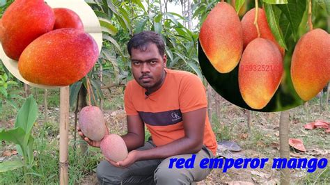 Red Emperor Mango Sarika Nursery Wb YouTube