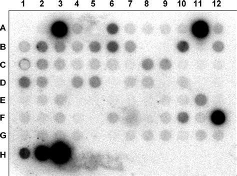 Dna Dna Dot Blot Hybridization Of Arabidopsis Col Genomic Dna To