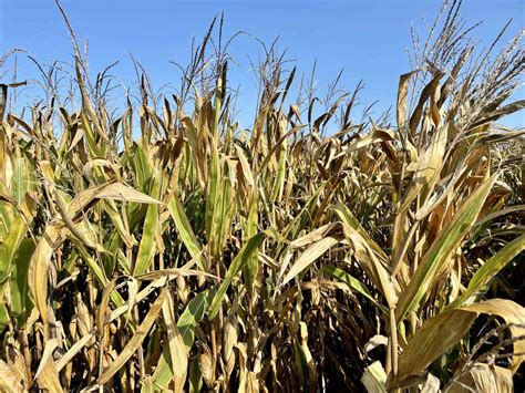 Usda Crop Progress Report Corn Harvest Complete