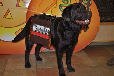 9 best Black lab costumes images on Pinterest | Black labrador, Black ...