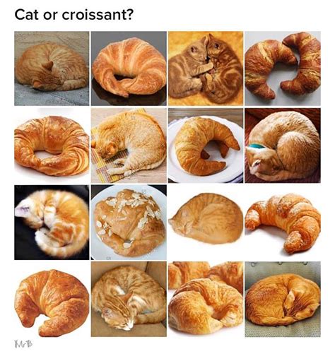 Cat Croissants And Corgi Loaves