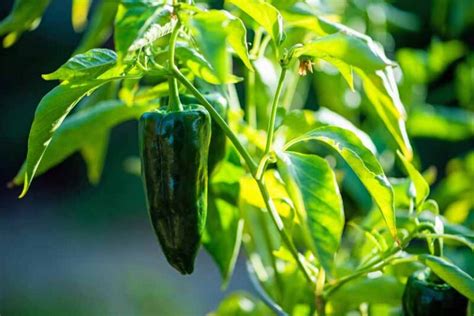 How To Plant And Grow Poblano Peppers Gardeners Path