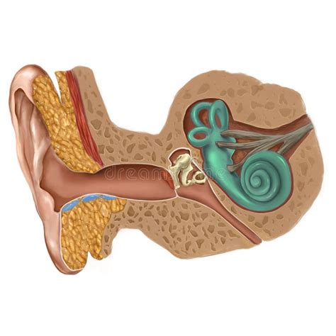 Ear Anatomy Stock Illustration Illustration Of Scientific