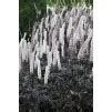 Actaea Simplex Brunette Cimicifuga Ramose Brunette Bugbane