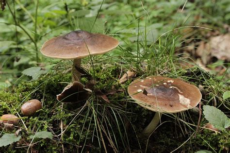 Pluteus Cervinus Museu Virtual Biodiversidade