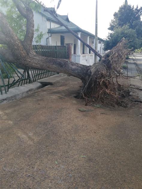 Bome Waai Op Kragdrade Graaff Reinet Advertiser