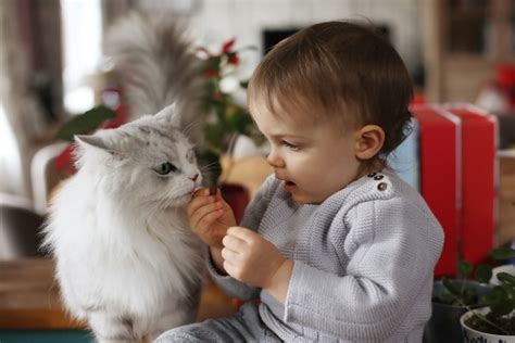 Como acostumar seu gato um bebê humano Revista Meu Pet