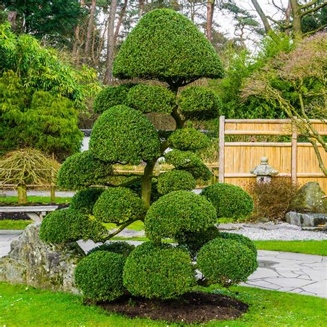 Topiary Outdoor Trees At Justin Samuels Blog