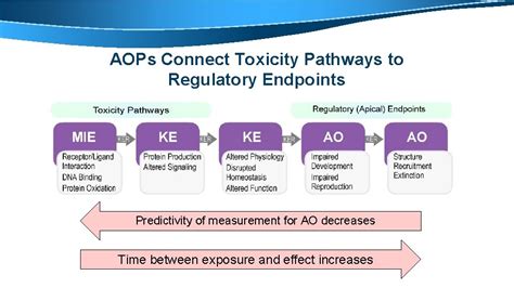 Adverse Outcome Pathway Networks And The Aop Knowledgebase