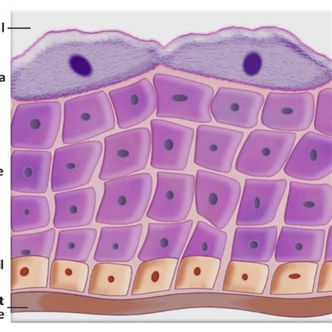 A schematic representation of the bladder urothelial layers. Different ...