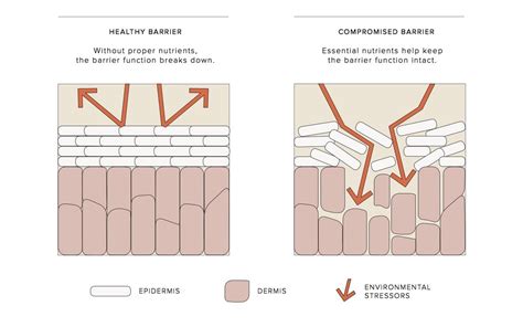 What Is The Skin Barrier How To Repair And Maintain It The Ritual