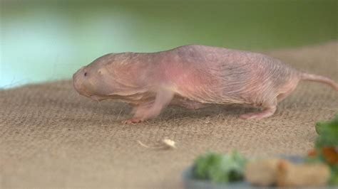 Watch Tamron Hall Try Petting A Naked Mole Rat Today