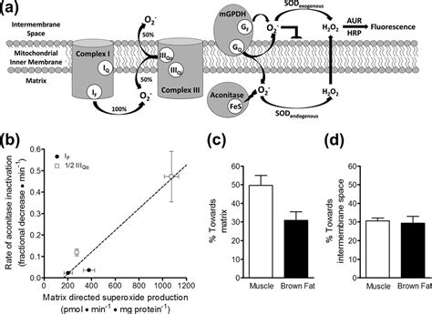 A Refined Analysis Of Superoxide Production By Mitochondrial Sn