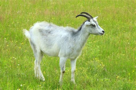 Premium Photo | Goat kid on the grazing green grass on the pasture