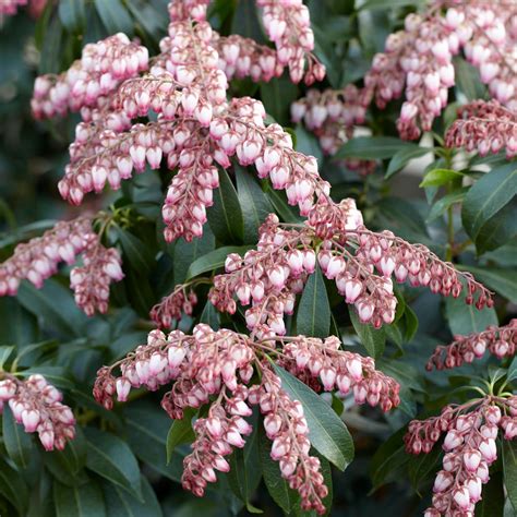 Pieris Japonica Katsura White Flower Farm