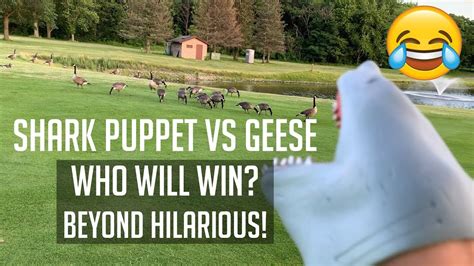 Shark Puppet Golf Edition Shark Vs Goose Funny Youtube