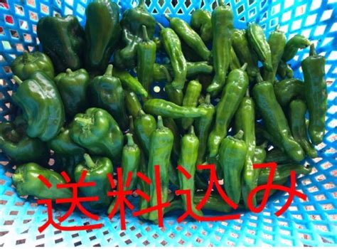 即日発送 新鮮野菜 無農薬 万願寺とうがらし ししとう ピーマン 詰め合わせ｜paypayフリマ