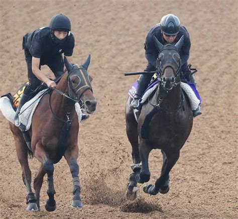 【菊花賞】コスモキュランダ 余力十分 弾んだラスト1f11秒7 “あえて控えた”1週前追い効いた スポニチ競馬web