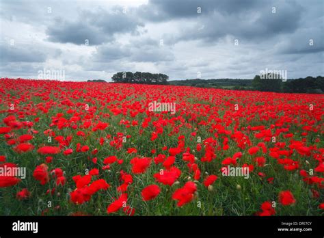 Poppy Field Northamptonshire England Uk Hi Res Stock Photography And