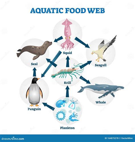 Aquatic Food Web Diagram