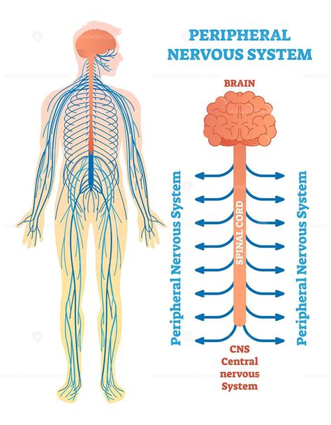 Medical Education Chart Of Biology For Nervous System Diagram Stock