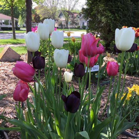 Midnight Mix Tulip Town Bulb Company