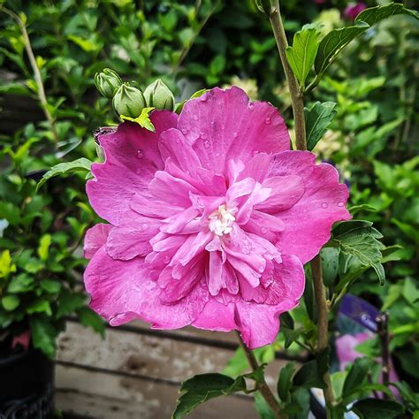 Raspberry Smoothie™ Hardy Hibiscus For Sale Online The Tree Center