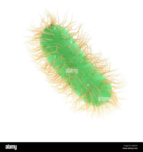 3d Render Illustration Escherichia Coli Of Pathogenic Bacterium