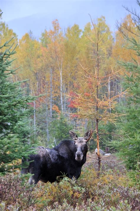 The Offlede Maines Autumn Day 5 Mount Katahdin And One Ugly Moose