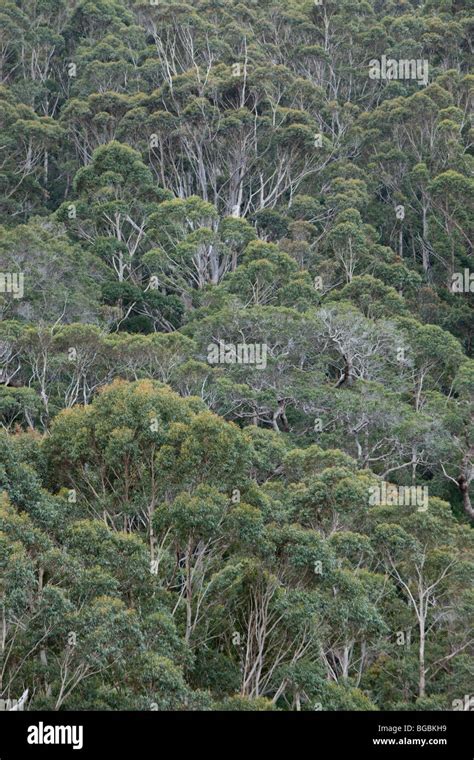 Karri eukalyptus Fotos und Bildmaterial in hoher Auflösung Alamy