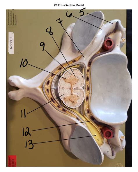 Spinal Cord Cross Section Model