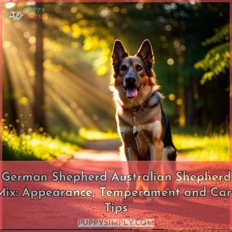 German Shepherd Australian Shepherd Mix Appearance Temperament And