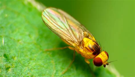 How To Get Rid Of Leaf Miners On Cannabis GrowDiaries