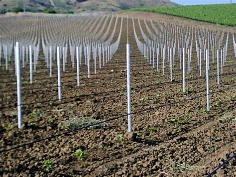 Aperto Il Bando Per I Nuovi Vigneti L Informatore Agrario