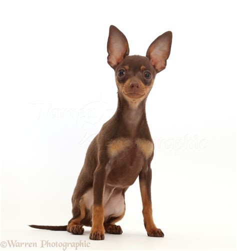 Dog: Brown-and-tan Miniature Pinscher puppy, sitting photo WP45841