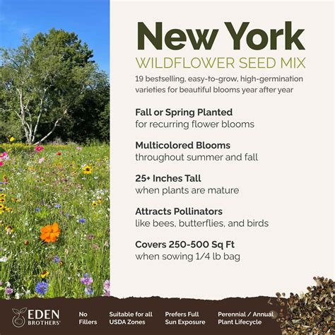 Bulk New York Wildflower Seed Mix | Bulk Wildflowers